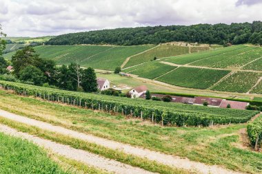 Fransa'da üzüm toprakları