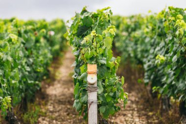 Fransa'da büyüyen üzüm şartları