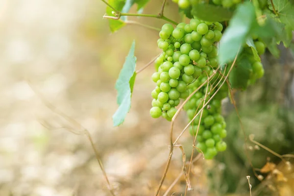 Cosecha de uvas en un arbusto — Foto de Stock