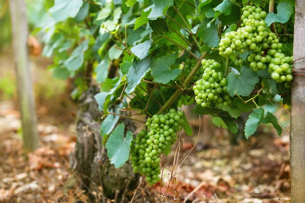 Groene druiven op de wijnstok — Stockfoto