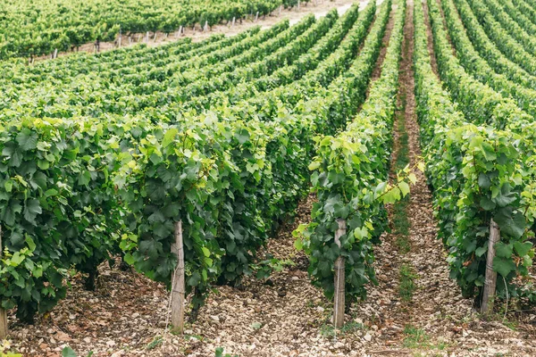 Üzüm büyüyen alan satırları