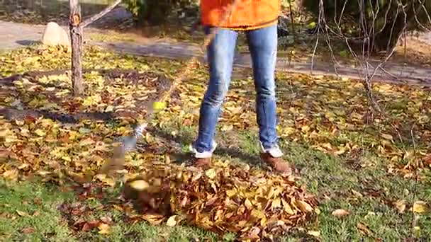 Raking autumn leaves — Stock Video