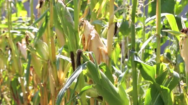 Maïs groeit in de tuin — Stockvideo