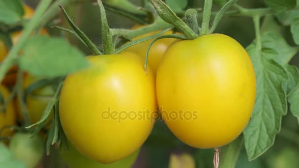 Tomates amarillos en una rama — Vídeos de Stock