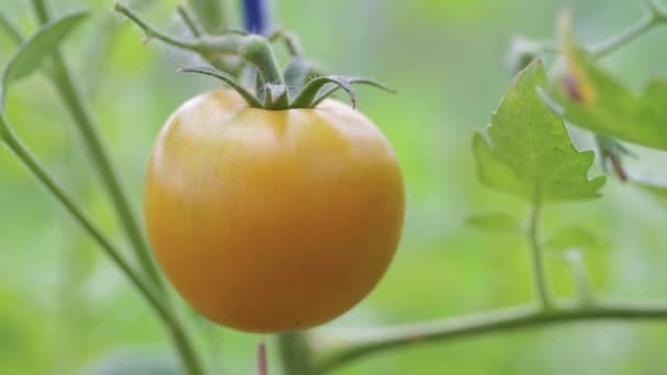 Dojrzały pomidor żółty na gałęzi — Wideo stockowe