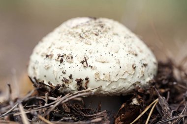 Ormanda zehirli mantar