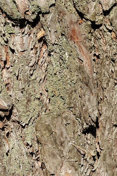 Ağaç kabuğu dokusu — Stok fotoğraf