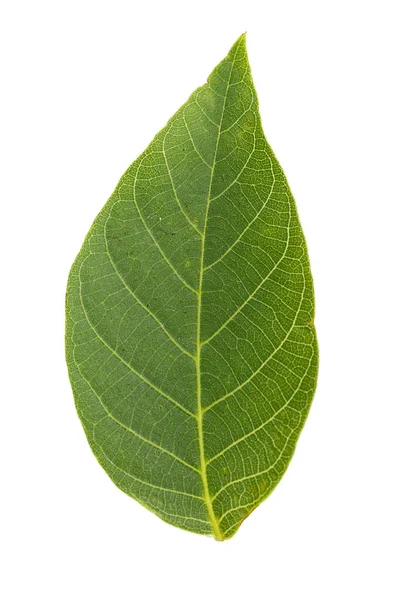 Ořechové listí je izolován — Stock fotografie