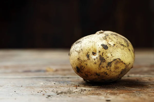 Jeden młodych ziemniaków — Zdjęcie stockowe