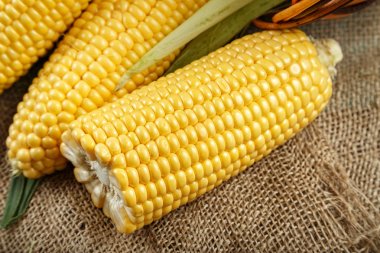 mısır koçanı üzerinde çuval bezi