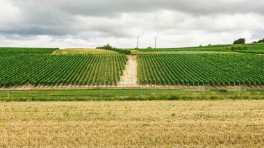 Satırları ekili üzüm