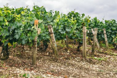 Birçok üzüm büyümek