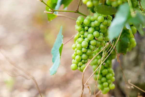 Vine with a bunch of grapes — Stock Photo, Image