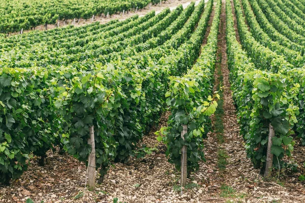 Üzüm büyüyen alan satırları