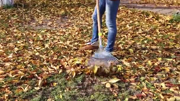 Hrabání podzimní listí — Stock video
