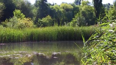 Yaz aylarında aşırı büyümüş Gölü