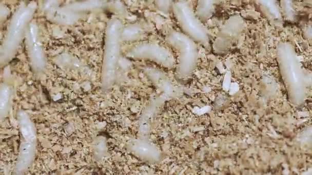 Larva of a meat fly in sawdust, close-up. — Stock Video