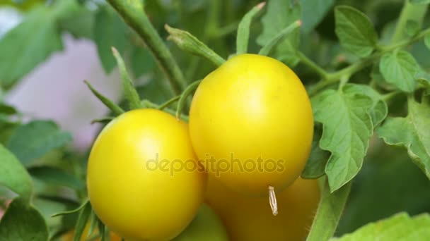 Gele tomaten op een tak — Stockvideo