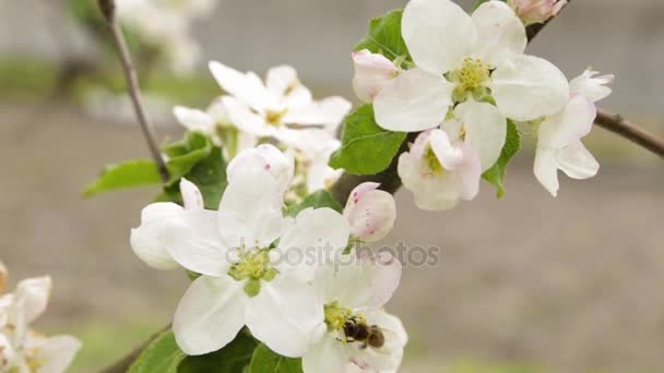Las flores blancas y los capullos de las cerezas — Vídeo de stock