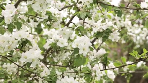 Vita blommor och knoppar av ett äpple — Stockvideo