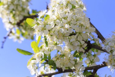 Bahar çiçek serisi: Kiraz eriği ağacının yakın çekim. t karşı