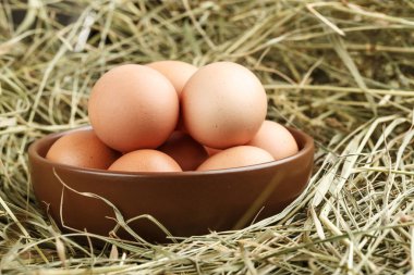 tavuk yumurtası bir kil plaka