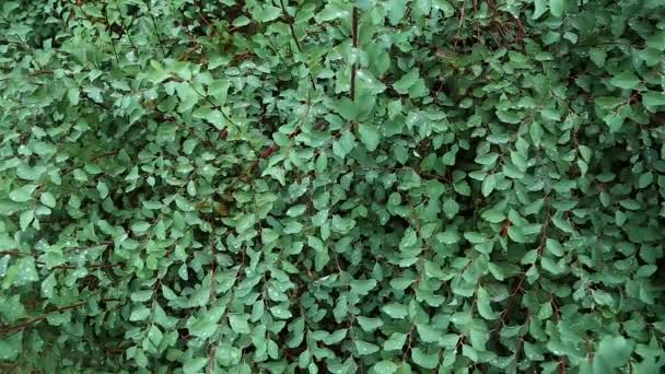 Green bush in dew — Stock Video