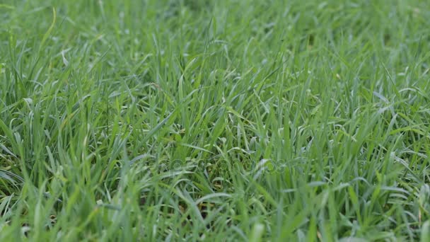 Gros plan sur l'herbe verte — Video