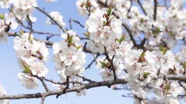 taze bahar arka plan