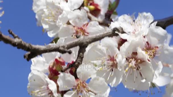 Fondo fresco de primavera — Vídeos de Stock