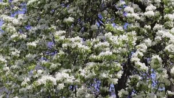 Дерево яблоня цветет против голубого неба, весенний день . — стоковое видео