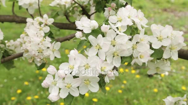 Weiße Blüten und Knospen eines Apfels — Stockvideo