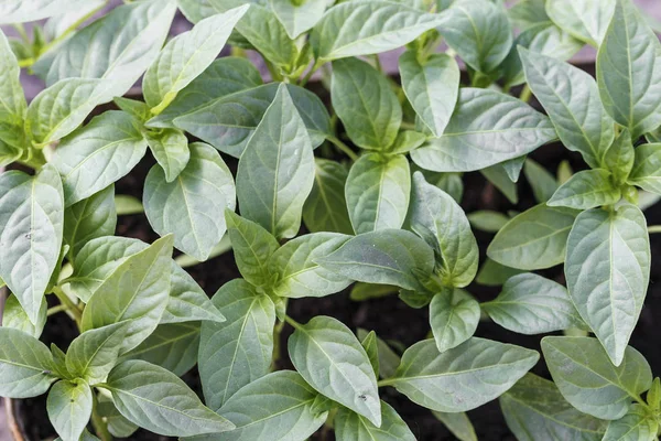 Dolmalık biber fidan