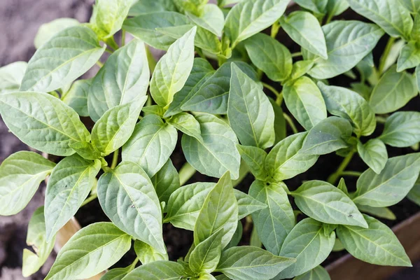 Dolmalık biber fidan