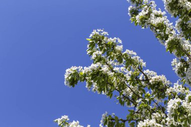 Bahar çiçek serisi: armut ağacının yakın çekim. 