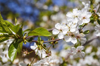 Bahar çiçek serisi: kiraz ağacının yakın çekim. 