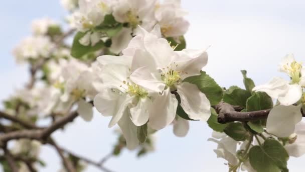 Beyaz çiçekler ve tomurcukları bir elma — Stok video