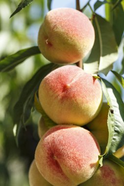 hasat olgun şeftali