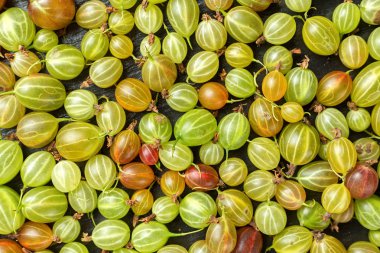 Olgun bektaşi üzümü arka plan