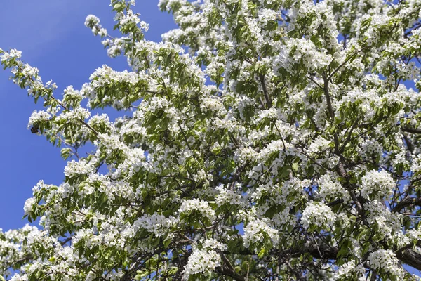 Ανοιξιάτικα λουλούδια σειρά: γκρο πλαν του ένα δέντρο αχλαδιών. — Φωτογραφία Αρχείου