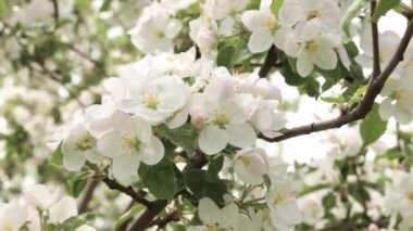Çiçekli apple yakın çekim. Çiçekler rüzgarda titriyor.