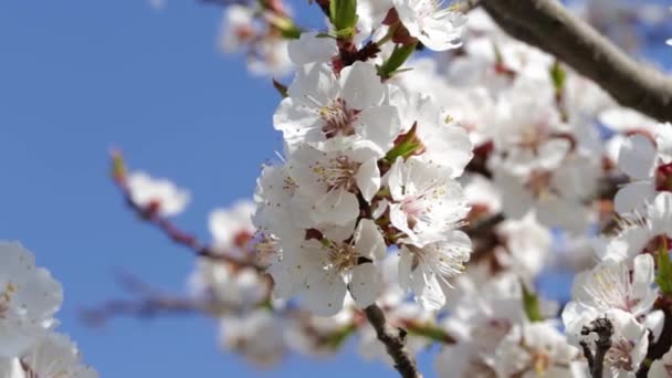 Fondo fresco de primavera — Vídeos de Stock