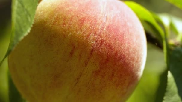 Спелые персики на ветке крупного плана — стоковое видео