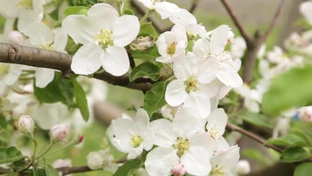 Bloei appel close-up. Bloemen zijn schudden in de wind. — Stockvideo