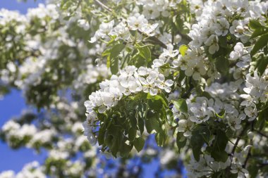 Bahar çiçek serisi: armut ağacının yakın çekim. 