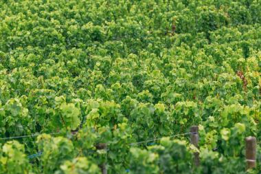 Üzüm bush yakın çekim