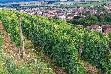 üzüm çalılar satırları