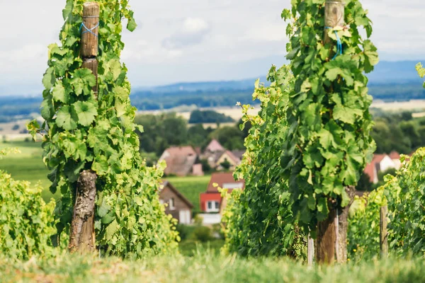 Grape fields in Burgundy — Stock Photo, Image