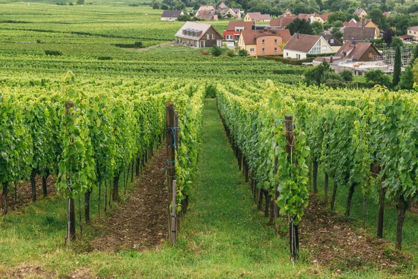 Виноград растет рядами в поле — стоковое фото