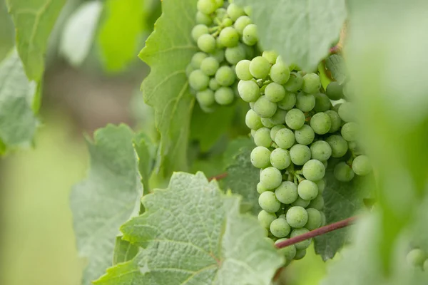 Bando de uvas verdes close-up — Fotografia de Stock